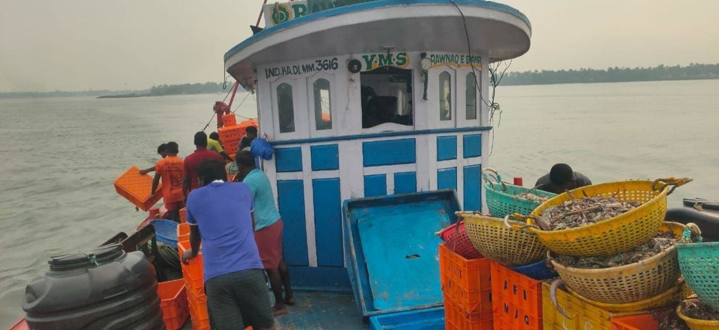 പെലാജിക് വലകൾ ഉപായാഗിച്ച് പിടിച്ച ചെറുമീനുകൾ കടലിൽ ഒഴുക്കുന്നു