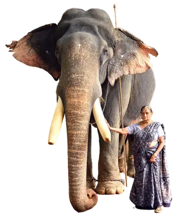 gajarajan 