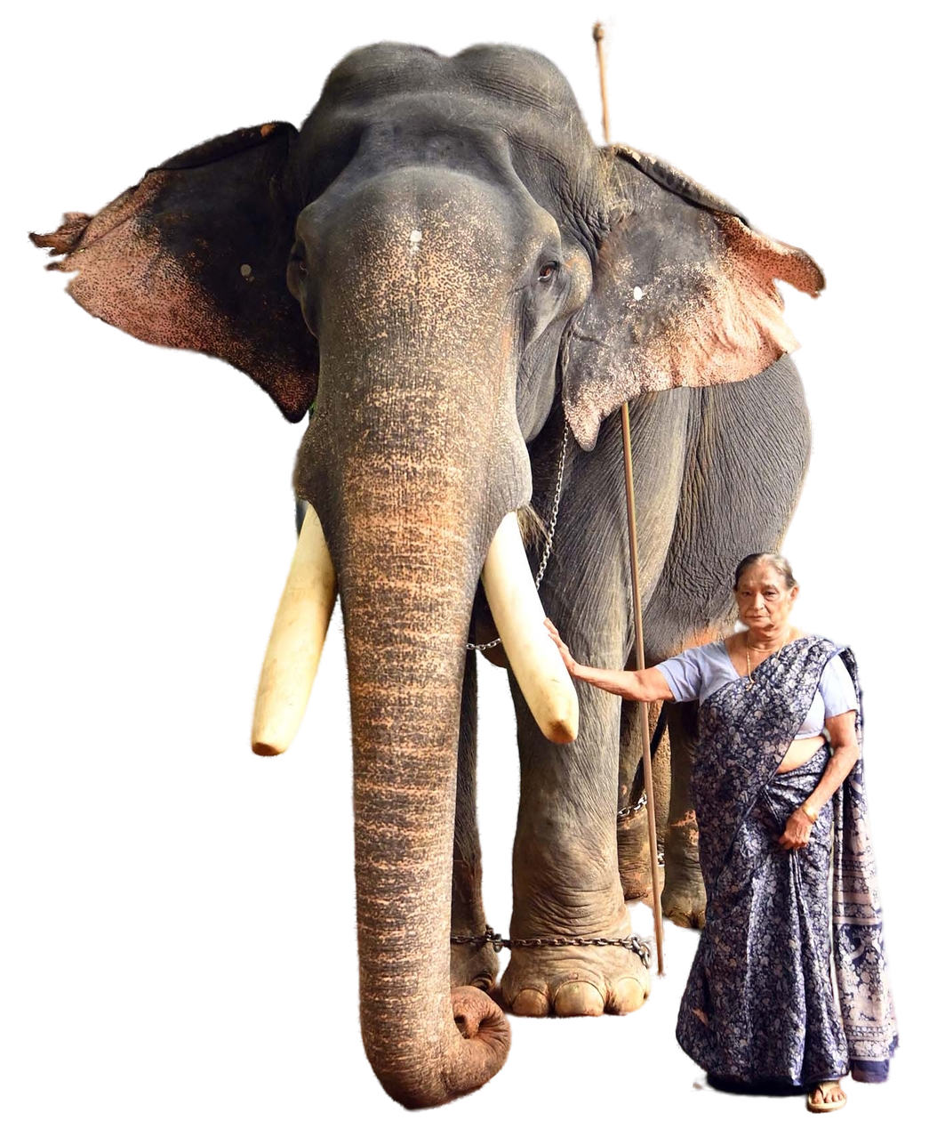 gajarajan 