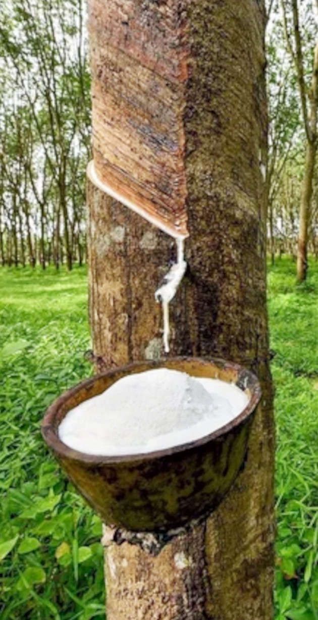 റബ്ബർ