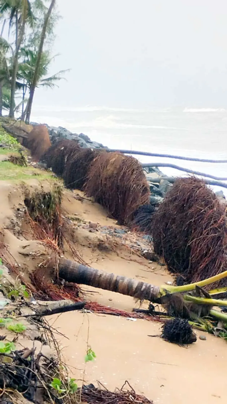 ഉദുമ ജന്മകടപ്പുറം നാർച്ചിക്കുണ്ടിൽ കടലെടുത്ത തെങ്ങുകൾ