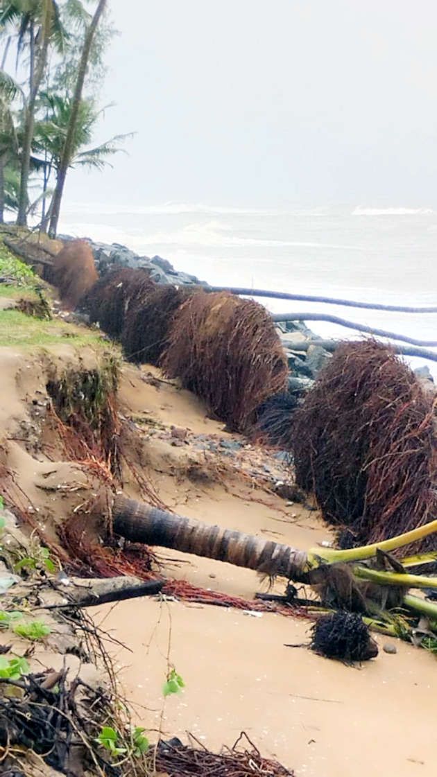 ഉദുമ ജന്മകടപ്പുറം നാർച്ചിക്കുണ്ടിൽ കടലെടുത്ത തെങ്ങുകൾ