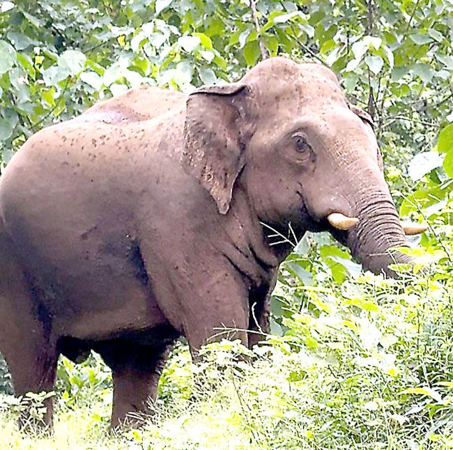 വനം വകുപ്പും ആർആർടി സംഘവും ആറളം ഫാമിൽനിന്ന്‌  കാട്ടിലേക്ക്‌ തുരത്തിയ കൊമ്പൻ