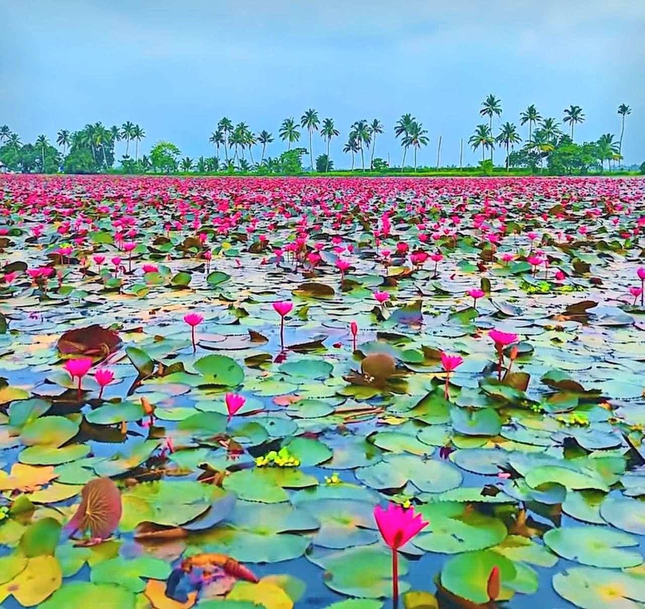 Kumarakom
