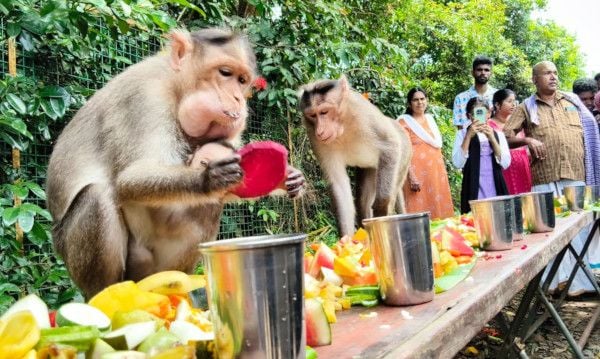 ഇടയിലെക്കാട് നവോദയ ഗ്രന്ഥാലയം ഒരുക്കിയ ഓണസദ്യ കഴിക്കുന്ന ഇടയിലെക്കാട് കാവിലെ വാനരന്മാർ