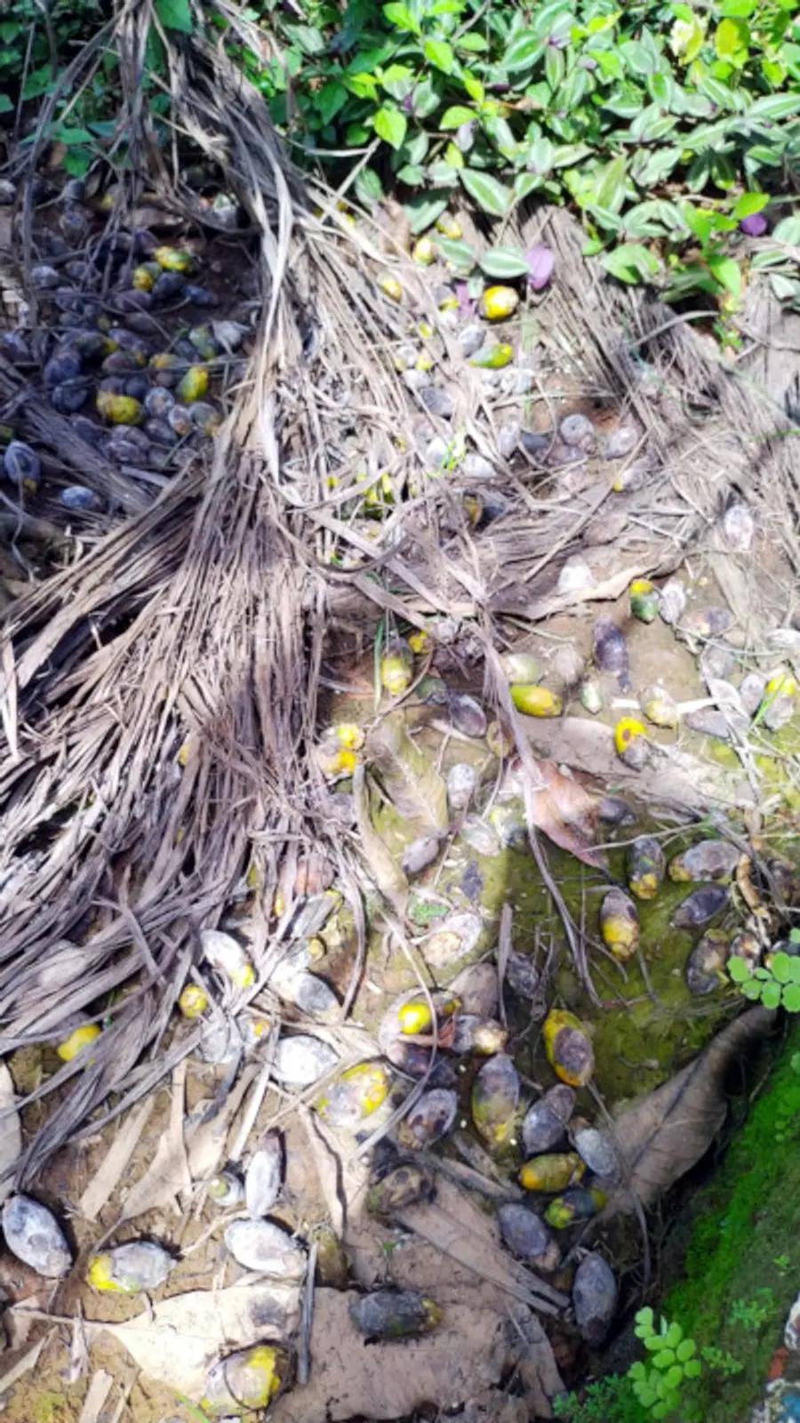 രോഗബാധയെ തുടർന്ന് പൊഴിഞ്ഞ അടക്കകൾ