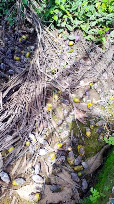 രോഗബാധയെ തുടർന്ന് പൊഴിഞ്ഞ അടക്കകൾ