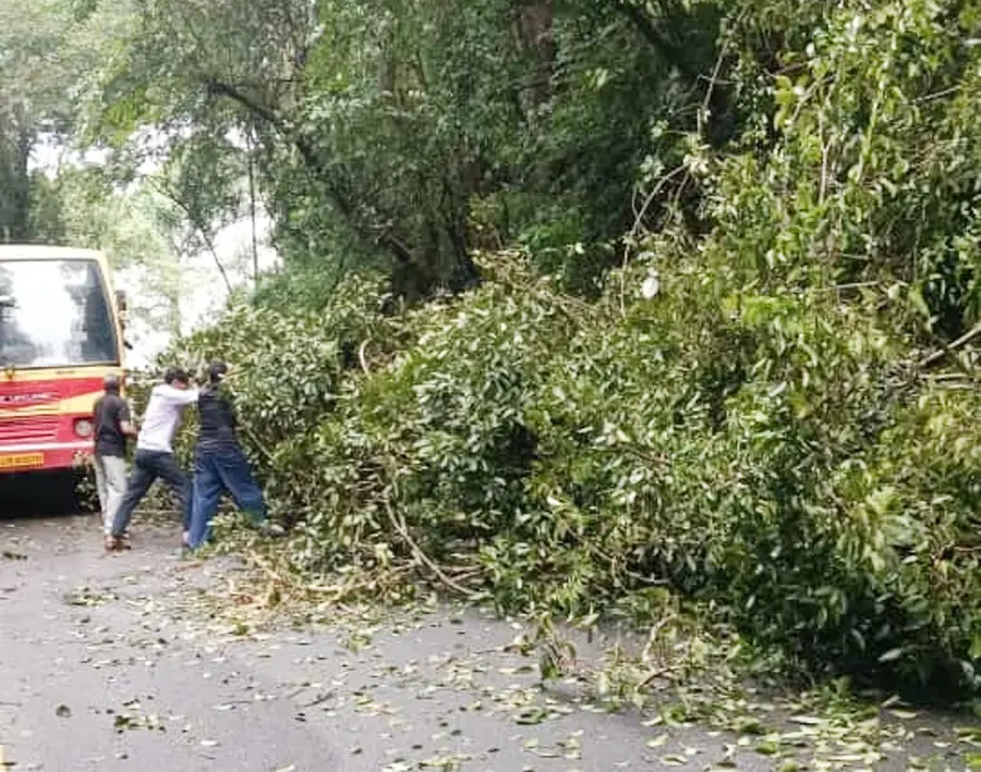 ചുരത്തിൽ ചിപ്പിലിത്തോട് റോഡിലേക്ക് മരം വീണപ്പോൾ