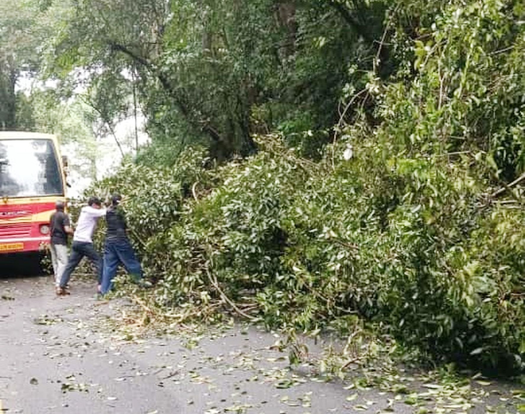 ചുരത്തിൽ ചിപ്പിലിത്തോട്‌ റോഡിലേക്ക്‌ മരം വീണപ്പോൾ 