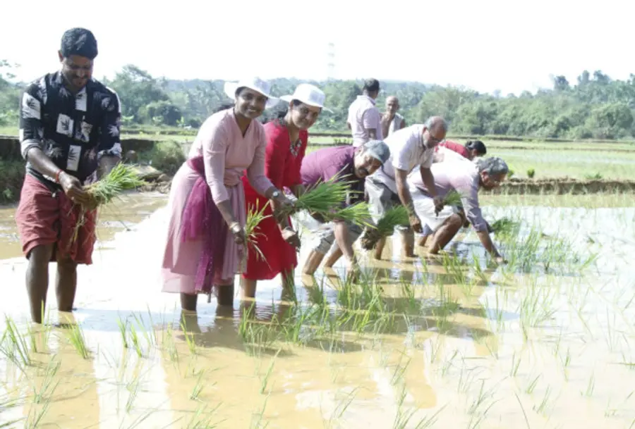 മടിക്കെെ ചുള്ളിമൂലയിലെ സന്തോഷിന്റെ  പാടശേഖരത്തിൽ നടന്ന പത്താംവർഷത്തെ ഞാറ് നടീൽ ഉദ്ഘാടനം