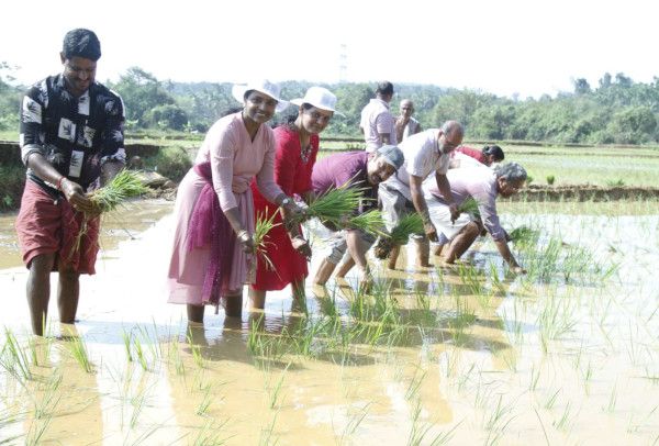 മടിക്കെെ ചുള്ളിമൂലയിലെ സന്തോഷിന്റെ  പാടശേഖരത്തിൽ നടന്ന പത്താംവർഷത്തെ ഞാറ് നടീൽ ഉദ്ഘാടനം