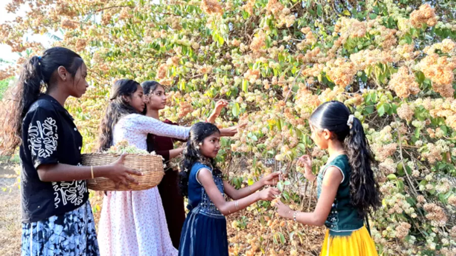വെയിലേറ്റാലിതു വാടില്ല... കത്തിക്കാളുന്ന മീനച്ചൂടിലും പൂത്തുലയുന്ന പൂവ്.. നരയൻ പൂവാണ് വടക്കേ മലബാറിലെ പൂരോത്സവത്തിൽ
പെൺകുട്ടികൾ കാമദേവന് നേദിക്കാൻ ഉപയോഗിക്കുന്ന പ്രധാനപൂവ്. തിങ്കളാഴ്ച കാർത്തിക നാളിൽ പൂവിടാനായി നരയൻ പൂവ് (കട്ടപ്പൂ)
ശേഖരിക്കുന്ന ചായ്യോത്തെ കുട്ടികൾ