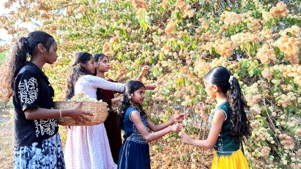 വെയിലേറ്റാലിതു വാടില്ല...  ​​ കത്തിക്കാളുന്ന മീനച്ചൂടിലും പൂത്തുലയുന്ന പൂവ്.. നരയൻ പൂവാണ് വടക്കേ മലബാറിലെ പൂരോത്സവത്തിൽ  പെൺകുട്ടികൾ കാമദേവന് നേദിക്കാൻ ഉപയോഗിക്കുന്ന പ്രധാനപൂവ്. തിങ്കളാഴ്ച കാർത്തിക നാളിൽ പൂവിടാനായി നരയൻ പൂവ് (കട്ടപ്പൂ)  ശേഖരിക്കുന്ന ചായ്യോത്തെ കുട്ടികൾ                                                                                                                                                         