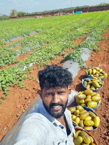 സുധീഷ്‌ കൊമ്പനടുക്കത്ത് ചെങ്കൽപ്പണയിൽ നടത്തിയ പച്ചക്കറികൃഷിയിൽ വെള്ളരി വിളവെടുപ്പിനിടെ  