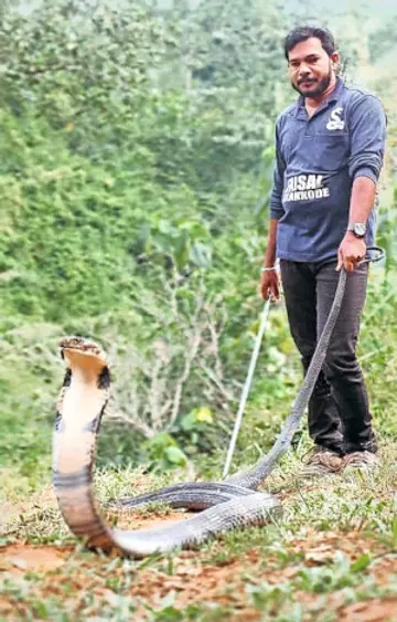 ഫൈസൽ വിളക്കോട് പിടികൂടിയ രാജവെമ്പാലയുമായി (ഫയൽചിത്രം) 