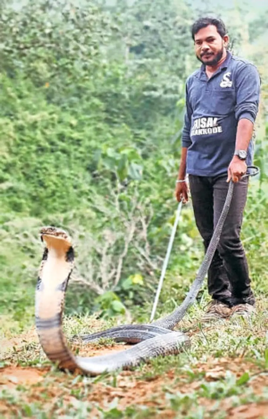 ഫൈസൽ വിളക്കോട് പിടികൂടിയ രാജവെമ്പാലയുമായി (ഫയൽചിത്രം)