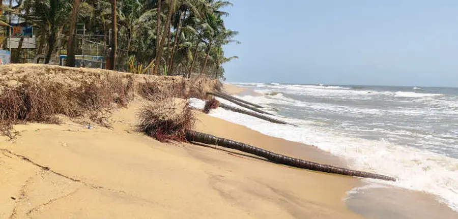 മാവിലാക്കടപ്പുറത്ത് കടൽക്ഷോഭത്തെതുടർന്ന് തെങ്ങുകൾ കടലെടുത്തപ്പോൾ