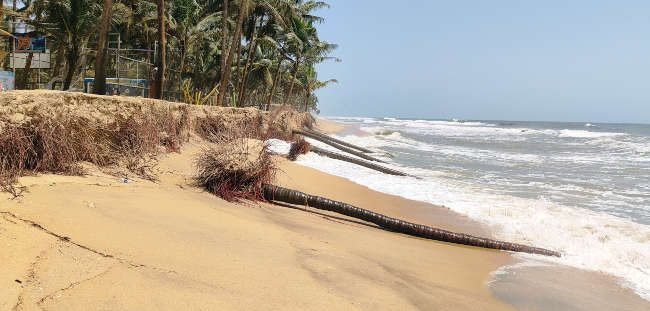 മാവിലാക്കടപ്പുറത്ത് കടൽക്ഷോഭത്തെതുടർന്ന് തെങ്ങുകൾ കടലെടുത്തപ്പോൾ