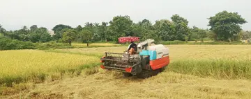 കണ്ണാടി മണലൂർ പാടശേഖര സമിതിയിലെ കൊടക്കാട് നടക്കുന്ന കൊയ്-ത്ത് 