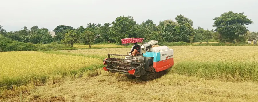 കണ്ണാടി മണലൂർ പാടശേഖര സമിതിയിലെ കൊടക്കാട് നടക്കുന്ന കൊയ്-ത്ത്