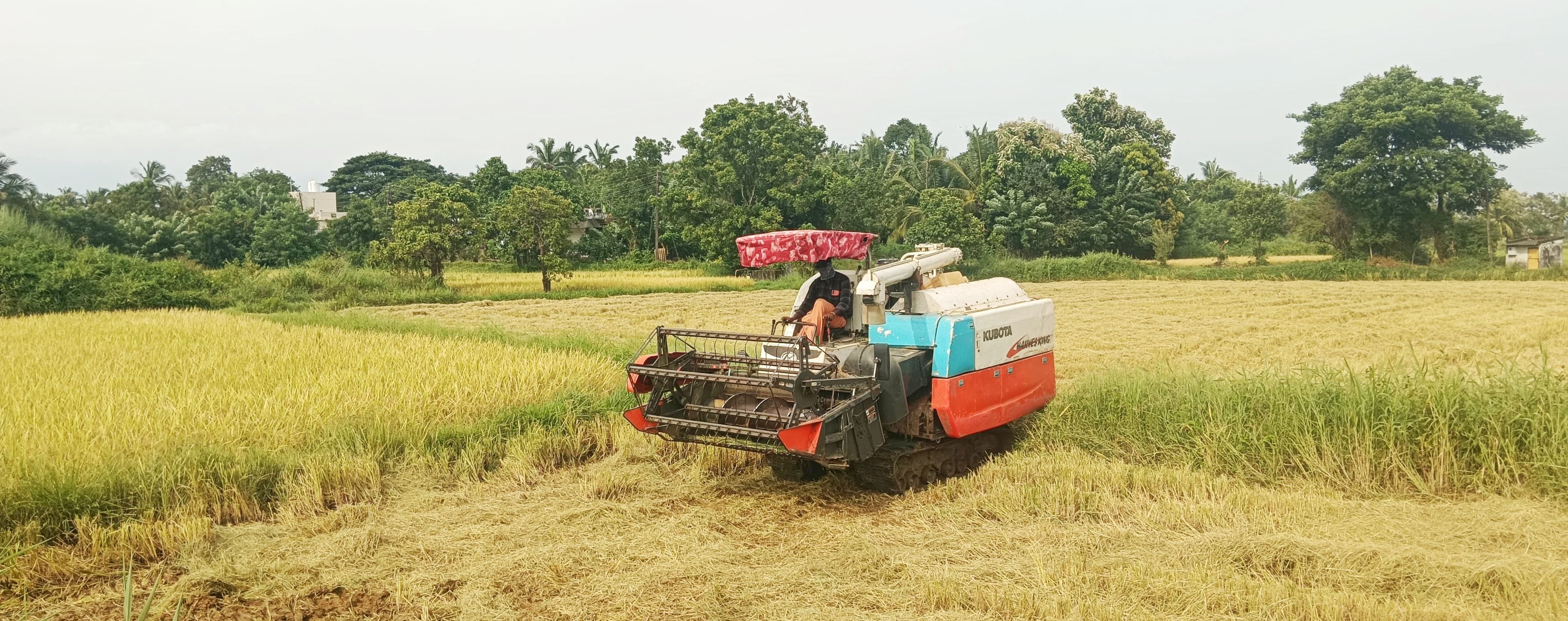 കണ്ണാടി മണലൂർ പാടശേഖര സമിതിയിലെ കൊടക്കാട് നടക്കുന്ന കൊയ്-ത്ത് 