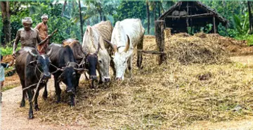 നെൽക്കറ്റകൾ മെതിക്കാൻ കാളകളെ ഉപയോഗിച്ച് നടത്തിയിരുന്ന ഒക്കൽ