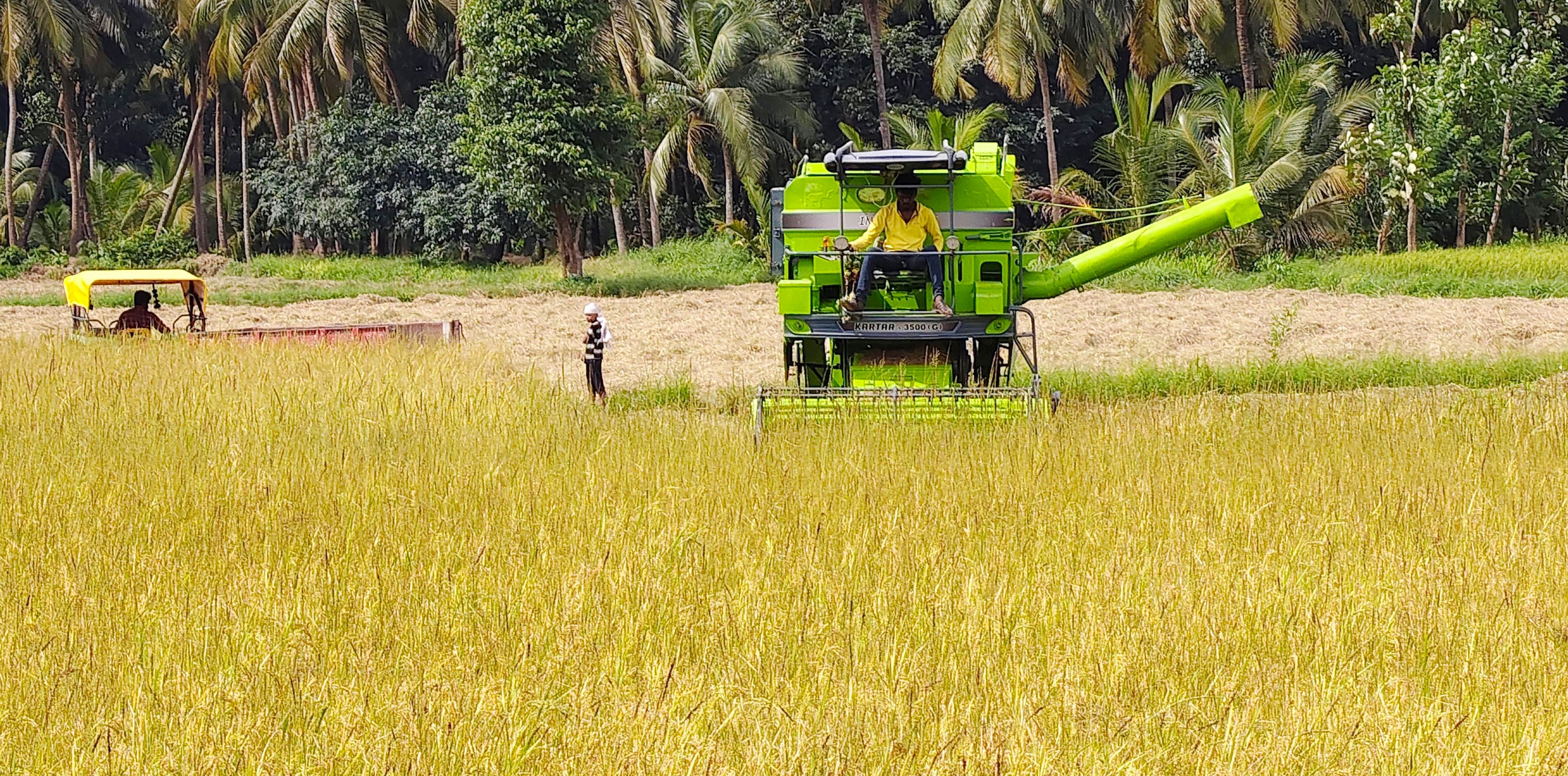 കോട്ടായിയിൽ ഒന്നാംവിള കൊയ്-ത്ത് ആരംഭിച്ചപ്പോൾ