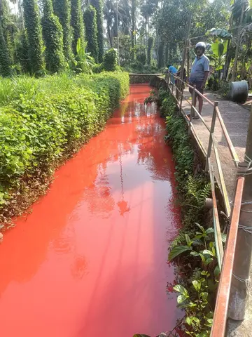 പേരാമ്പ്ര മരക്കാടി തോട്ടിൽ ചുവന്നജലമൊഴുകുന്നു