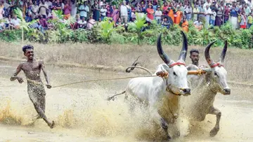 Maramadi