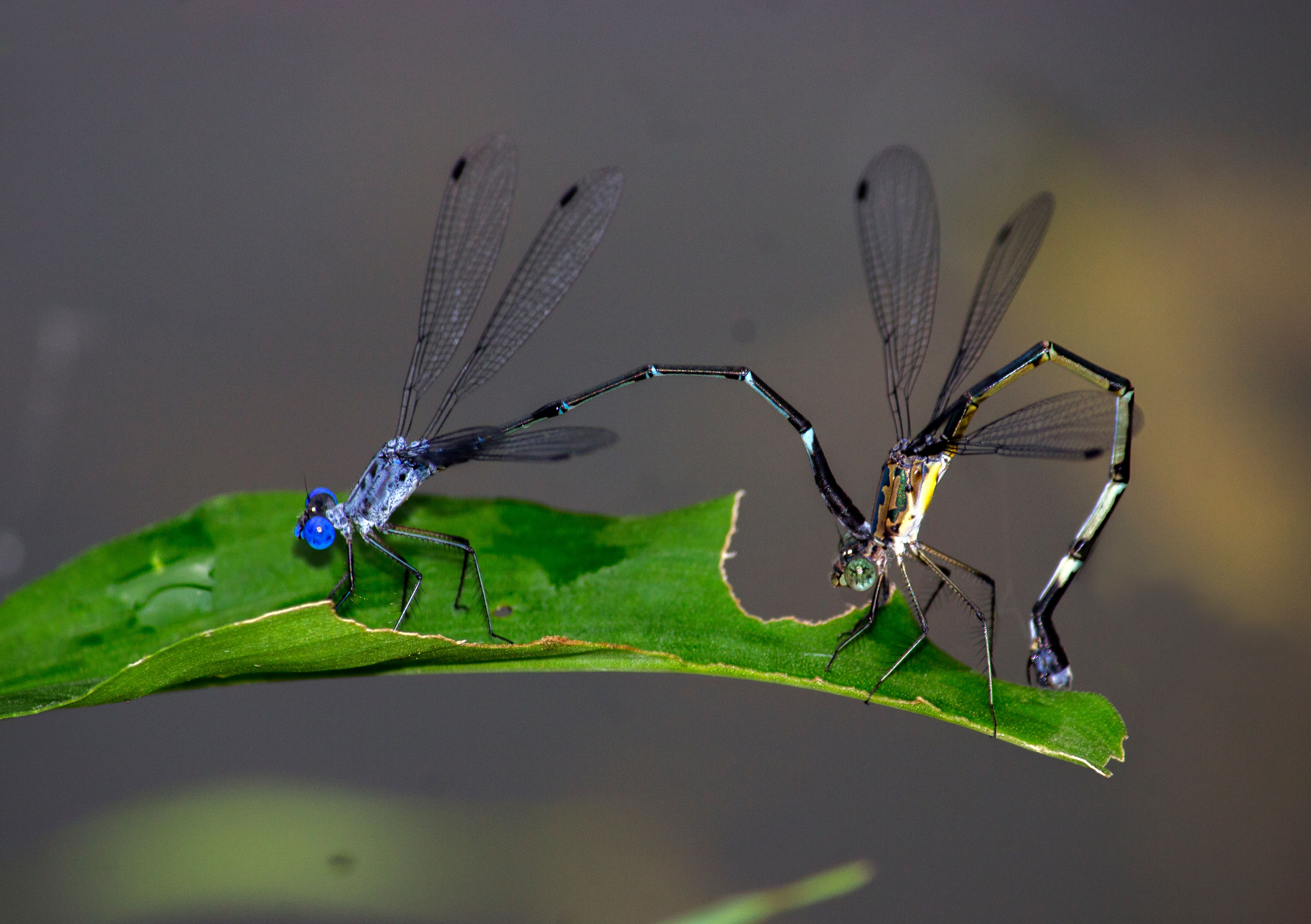കാട്ടു ചേരാച്ചിറകൻ