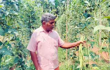 പെരിയ വയറവള്ളിയിലെ പി രാധാകൃഷ്ണൻ കൃഷിയിടത്തിൽ