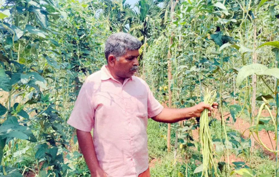 പെരിയ വയറവള്ളിയിലെ പി രാധാകൃഷ്ണൻ കൃഷിയിടത്തിൽ
