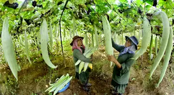 കാസർകോട്‌ കറന്തക്കാട്ടെ  സീഡ്‌ ഫാമിൽ വിത്തുകൾക്കായി പടവലങ്ങ വിളവെടുക്കുന്നു.  				ഫോട്ടോ : സുരേന്ദ്രൻ മടിക്കൈ