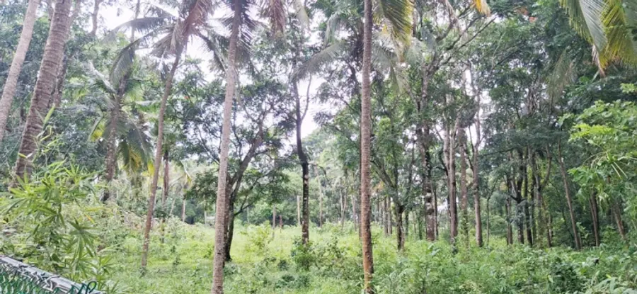 ചാലിയത്ത് നഗരവനം പദ്ധതിയിൽ വൃക്ഷങ്ങൾ നട്ടുപിടിപ്പിക്കുന്ന സ്ഥലം