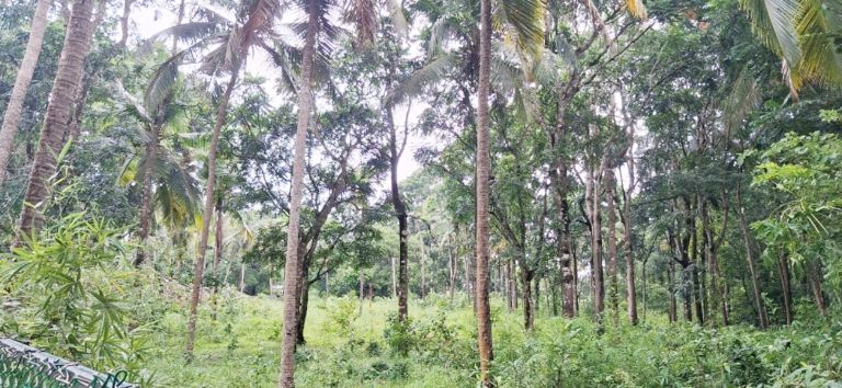 ചാലിയത്ത് നഗരവനം പദ്ധതിയിൽ വൃക്ഷങ്ങൾ നട്ടുപിടിപ്പിക്കുന്ന സ്ഥലം