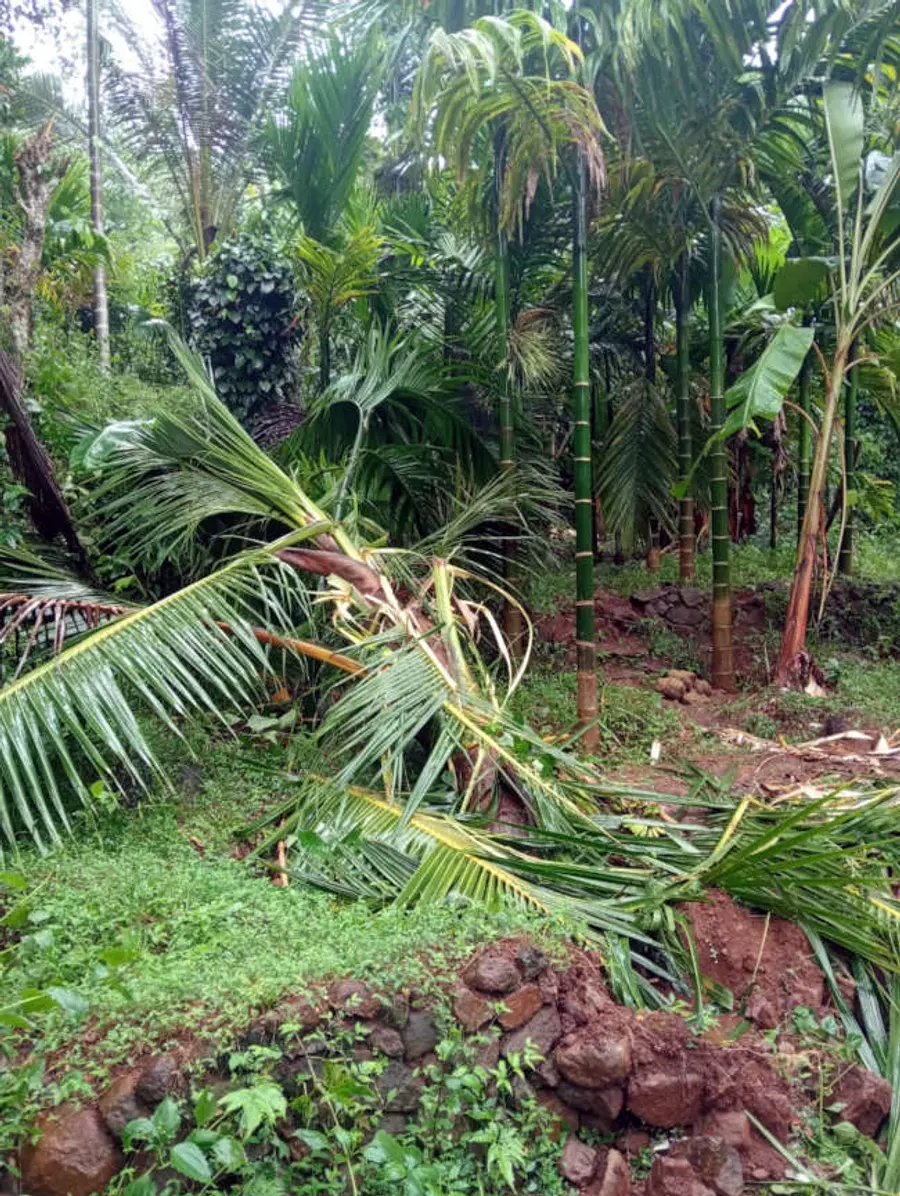 കാട്ടാനക്കൂട്ടം നശിപ്പിച്ച കുണ്ടുപ്പള്ളിയിലെ പി മോഹനന്റെ കൃഷിയിടം