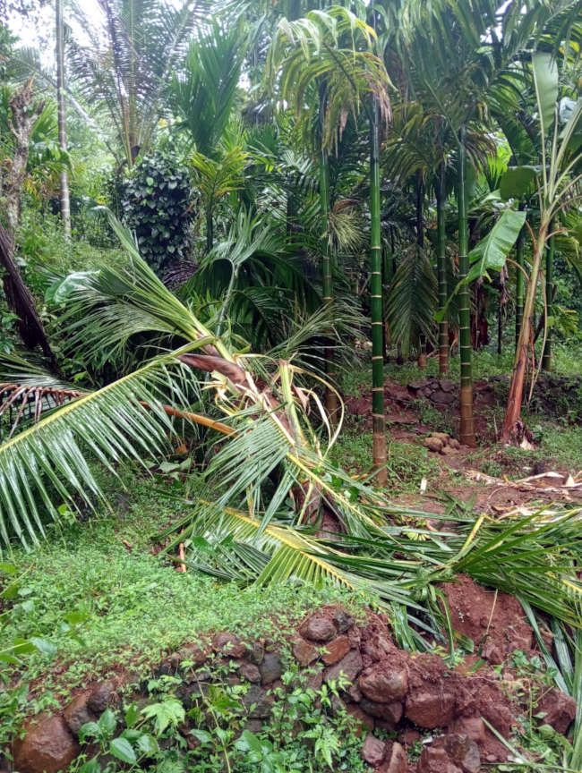 കാട്ടാനക്കൂട്ടം നശിപ്പിച്ച കുണ്ടുപ്പള്ളിയിലെ പി മോഹനന്റെ കൃഷിയിടം