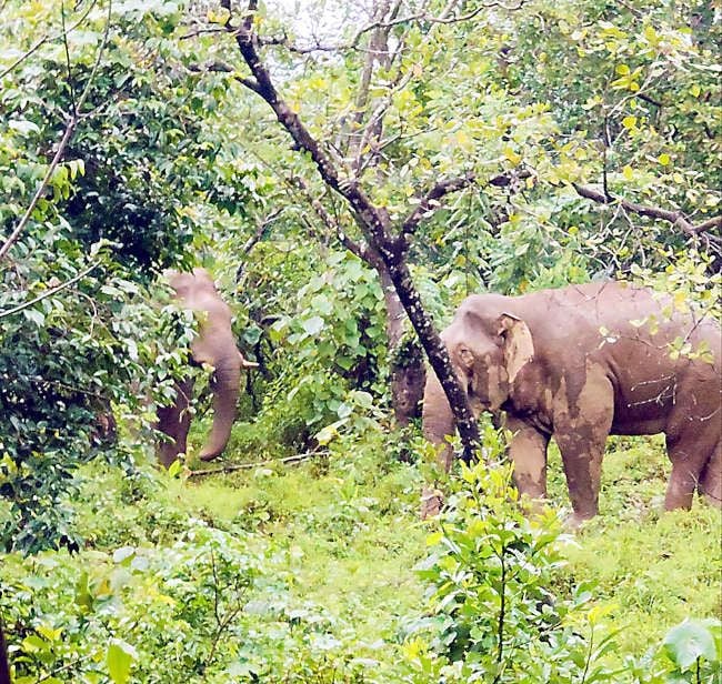 ആറളം ബ്ലോക്ക് 13 ഓടച്ചാൽ ഭാഗത്ത് എത്തിയ കാട്ടാനകൾ