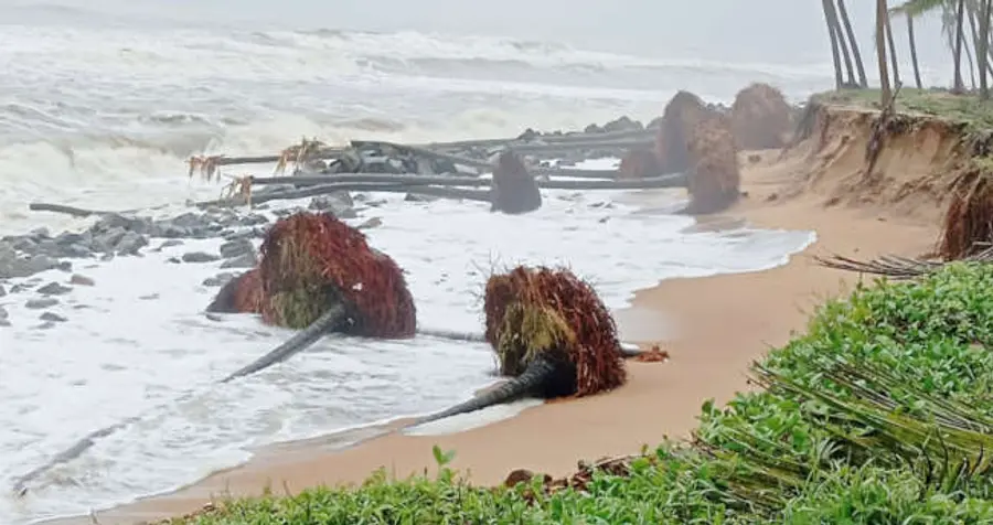 കടലാക്രമണത്തിൽ ഉദുമയിലെ ജന്മ കടപ്പുറത്ത് തെങ്ങുകൾ കടപുഴകിയപ്പോൾ