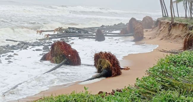 കടലാക്രമണത്തിൽ  ഉദുമയിലെ ജന്മ കടപ്പുറത്ത്  തെങ്ങുകൾ കടപുഴകിയപ്പോൾ