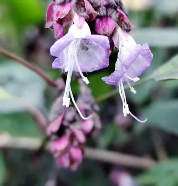 പെരിയാട്ടടുക്കത്ത് പൂത്ത  ജോമിക്കുറിഞ്ഞി