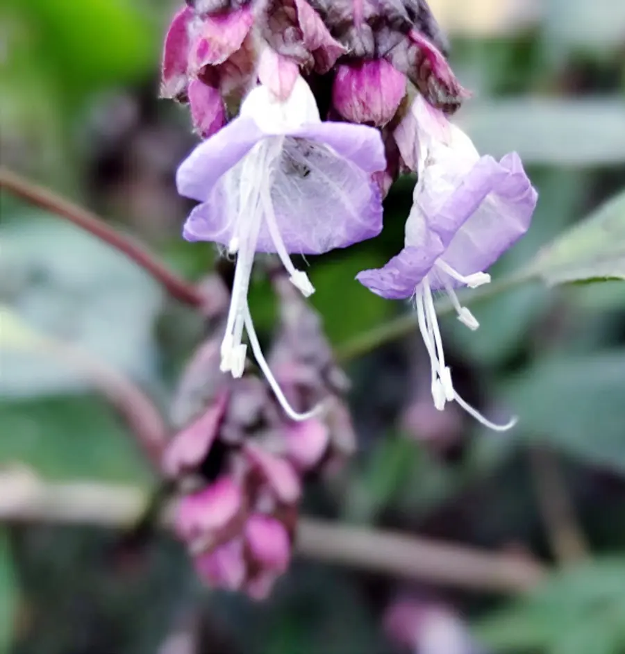 പെരിയാട്ടടുക്കത്ത് പൂത്ത ജോമിക്കുറിഞ്ഞി