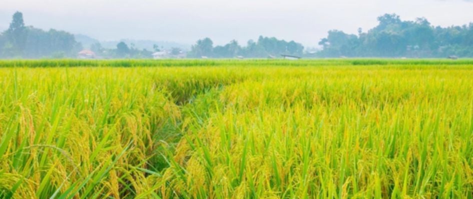 നെൽകൃഷി