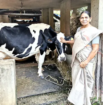 വരക്കാട്ടെ കെ ജാനകി തന്റെ പശുഫാമിൽ 