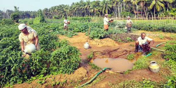 കയ്യൂർ കൂക്കണ്ടത്തിലെ പച്ചക്കറി കൃഷി