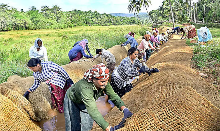 മടിക്കൈ മതിരക്കോട്ട് തീയ്യർപാലം തോടിന് കയർ ഭൂവസ്ത്രം വിരിക്കുന്ന തൊഴിലുറപ്പ് തൊഴിലാളികൾ (ഫയൽചിത്രം)