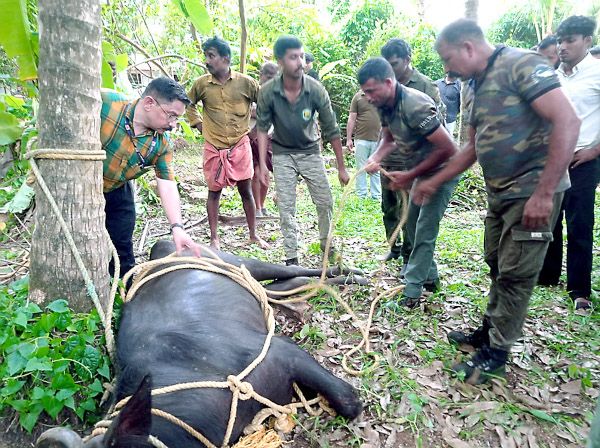 കഴിഞ്ഞ ദിവസം ചെറുവത്തൂരിൽ വിരണ്ടോടിയ പോത്തിനെ വനംവകുപ്പ്‌  ആർആർടി ടീമും മൃഗസംരക്ഷണ വകുപ്പുദ്യോഗസ്ഥരും  കീഴ്‌പ്പെടുത്തിയപ്പോൾ
