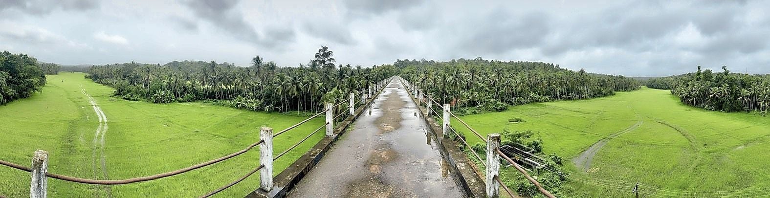 പച്ചപ്പട്ടുടുത്ത് മയ്യിൽ പഴയ വില്ലേജ്‌ ഓഫീസ്‌ പരിസരത്തെ അക്വഡറ്റ്‌ പാലത്തിൽ നിന്നുള്ള പ്രകൃതിയുടെ പനോരമിക്‌ ചിത്രം.  			ഫോട്ടോ: പി ദിലീപ്‌ കുമാർ 