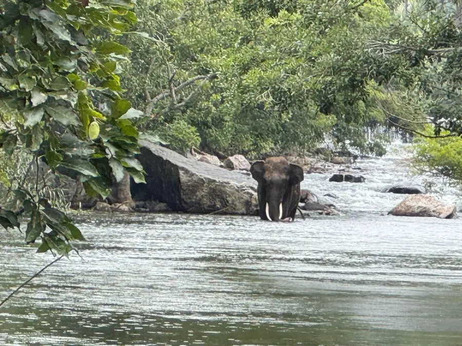 ഭവാനിപ്പുഴയിലിറങ്ങിയ കാട്ടാന