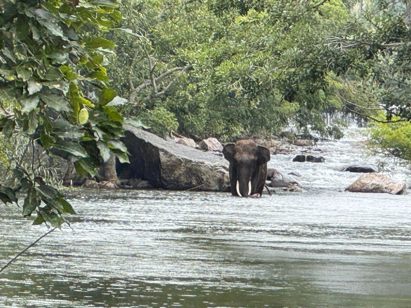 ഭവാനിപ്പുഴയിലിറങ്ങിയ കാട്ടാന